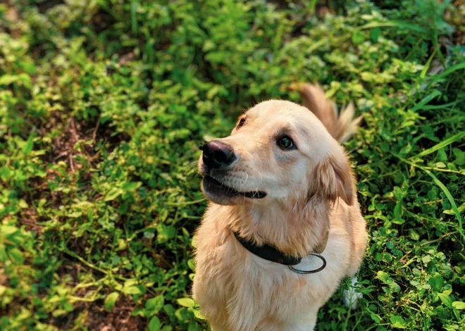 Obedience Programs for Energetic Puppies That Build Lifelong Habits