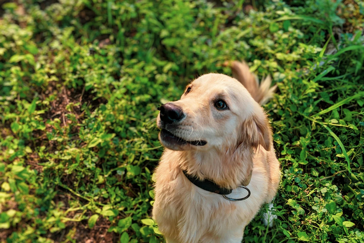 Obedience Programs for Energetic Puppies That Build Lifelong Habits
